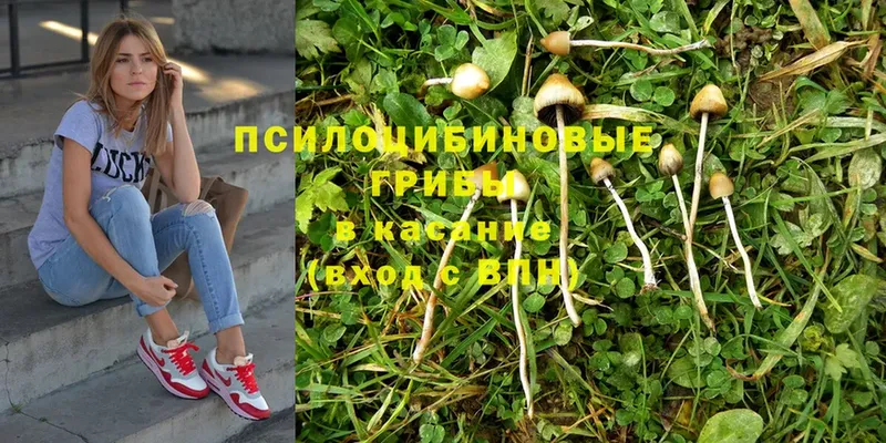 дарнет шоп  Благовещенск  Псилоцибиновые грибы Psilocybe 